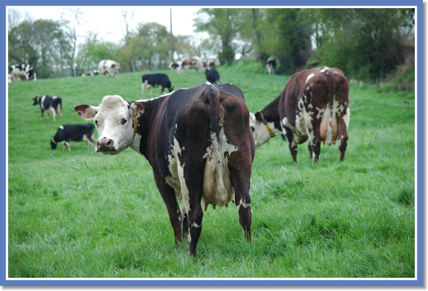 DSC_0465 Swiss Normandy