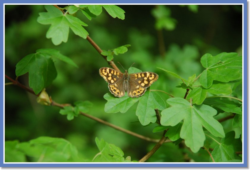 DSC_1018 Clisson Valley