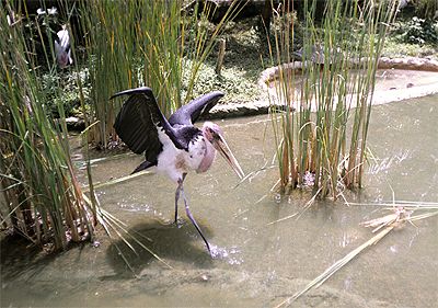 ����� - ��� � � ������ �����...